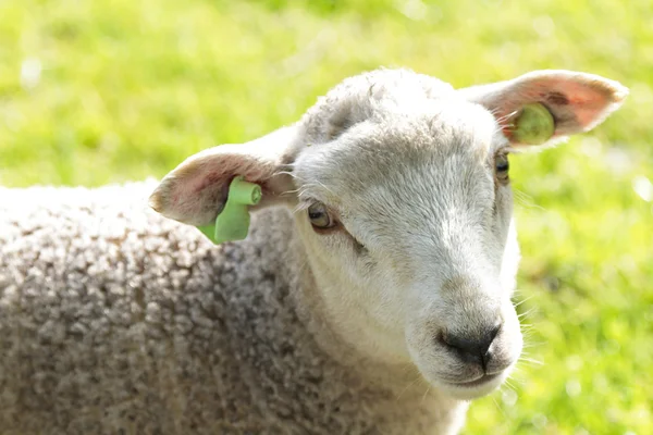 Cute wooly lamb looking while standing in a field — Stock Photo, Image