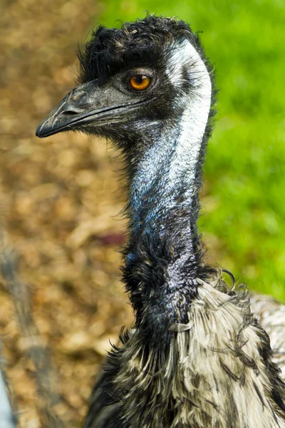 Cabeça e pescoço de um emu — Fotografia de Stock