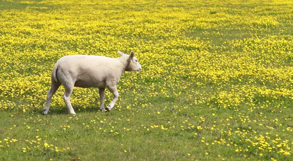 Unga lamm i en äng av gula blommor — Stockfoto