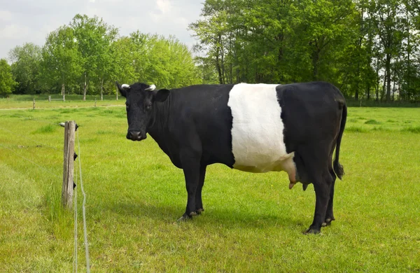 Belted Galloway Cow с отличительной белой полосой — стоковое фото