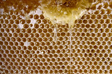 taze çalışan ve bal damlayan