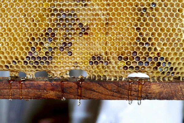 Fresh dripping honey — Stock Photo, Image