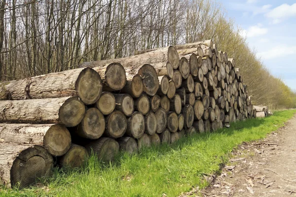 Tronchi di albero di taglio maturo — Foto Stock