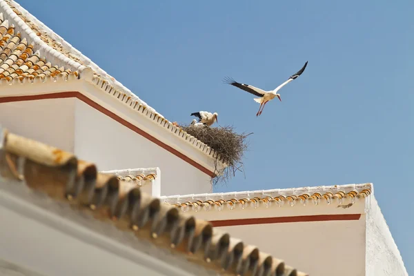 Stork jump — Stock Photo, Image