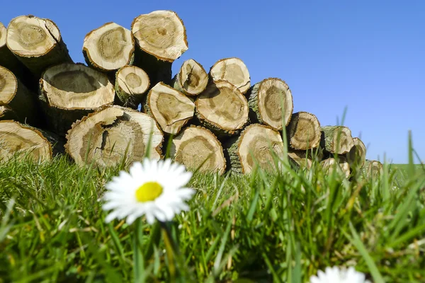 Alberi abbattuti impilati — Foto Stock