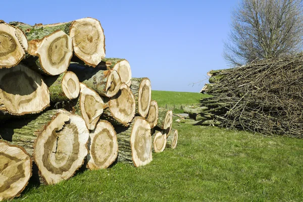 Chopped logs — Stock Photo, Image