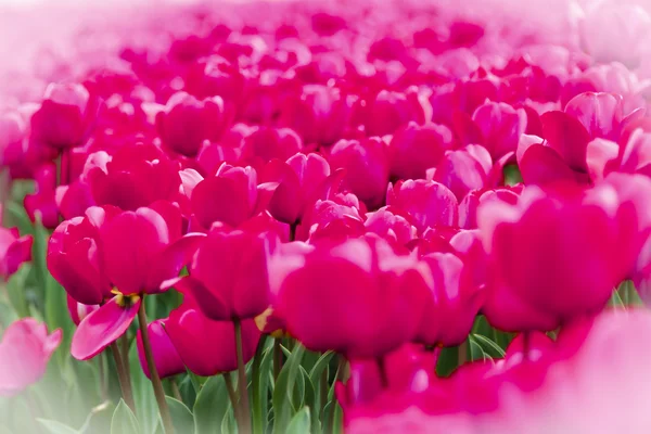 Pink tulips — Stock Photo, Image