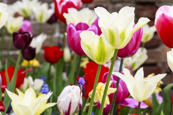 Levande trädgård blommor — Stockfoto