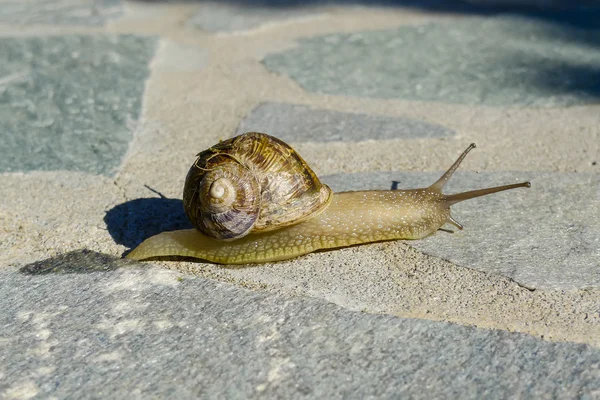 可爱的蜗牛爬行 — 图库照片