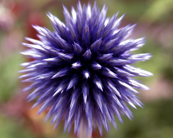 Mavi thistle 2