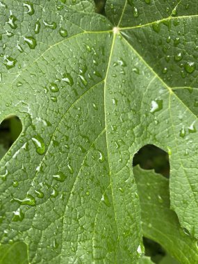 Su damlasının yakın görüntüsü, damlalar, yeşil bir yaprağın üzerindeki yağmur damlaları.