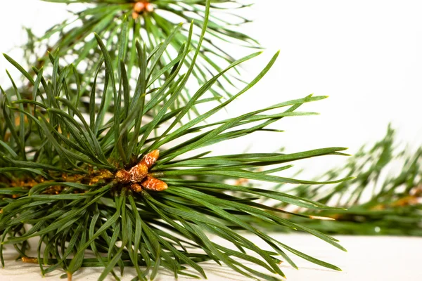 Weihnachtsbaum auf weiß 2013 — Stockfoto