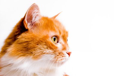 beyaz üzerine kırmızı kedi