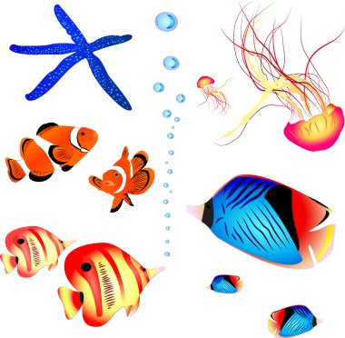 Kızıl Deniz balık koleksiyonu. denizanası, deniz yıldızı