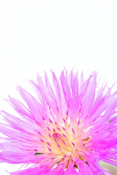 Iris. macro foto de iris púrpura. fondo de pantalla —  Fotos de Stock