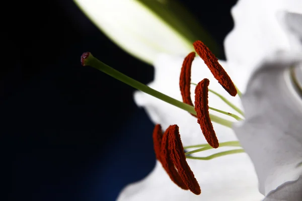 White lilly. wallpaper — Stock Photo, Image