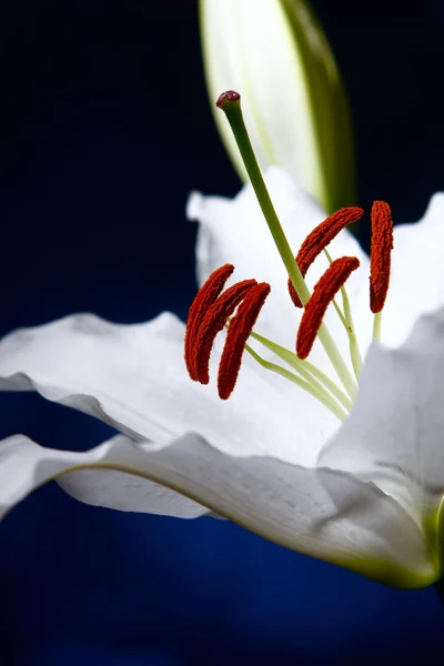 White lilly macro on blue gradient background — Stock Photo, Image