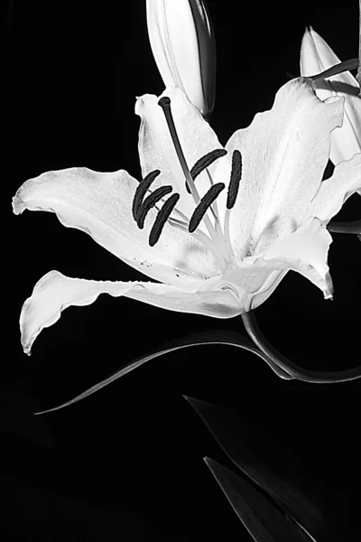 Flor de lirio blanco y negro — Foto de Stock