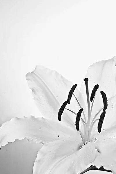 Black and white lily flower — Stock Photo, Image