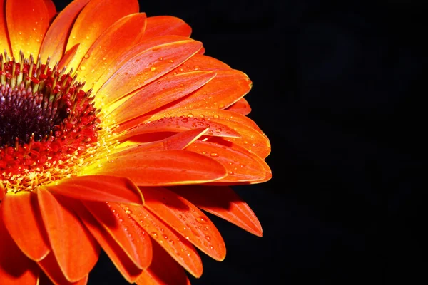 African daisy. wallpaper — Stock Photo, Image