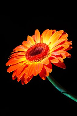 güller. oyma. Turuncu