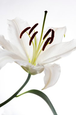 beyaz zemin üzerine beyaz lilly makro