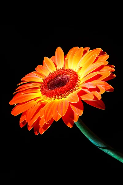 African daisy. carving. orange — Stock Photo, Image