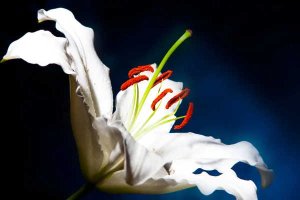 Macro lila blanca sobre fondo gradiente azul — Foto de Stock