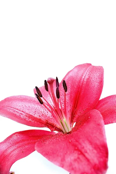 Vermelho lilly macro no fundo branco — Fotografia de Stock