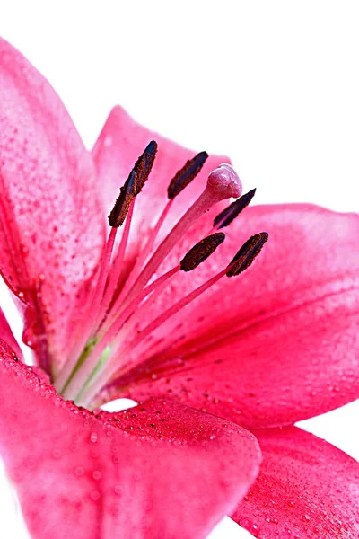 Macro lila roja sobre fondo blanco — Foto de Stock