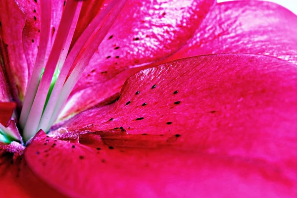 Vermelho lilly macro no fundo branco — Fotografia de Stock