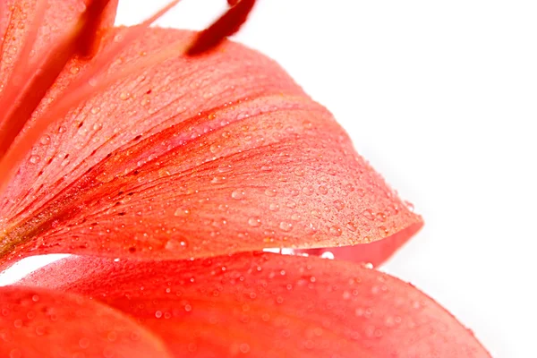 Vermelho lilly macro no fundo branco — Fotografia de Stock