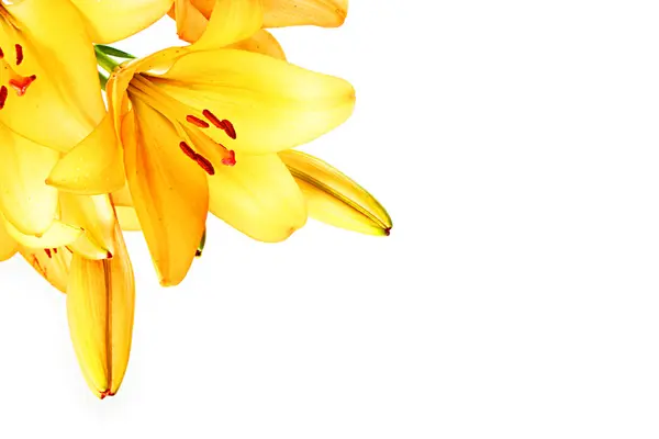 Yellow lilly macro on white background — Stock Photo, Image