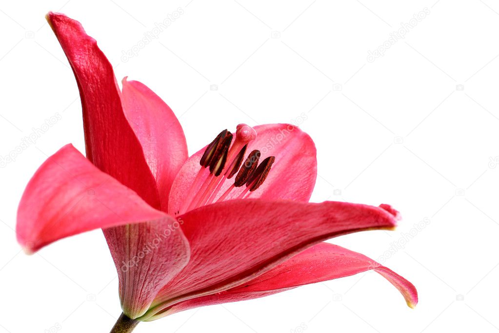 red lilly macro on white background