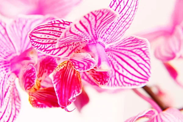 Orchidée sur blanc — Photo