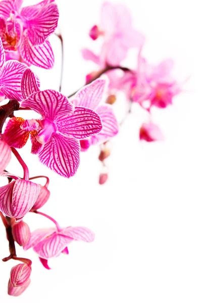 Orchidej na bílém pozadí — Stock fotografie