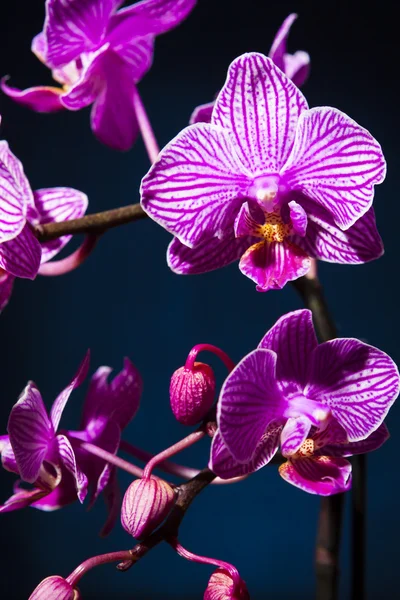 Orchid on blue — Stock Photo, Image