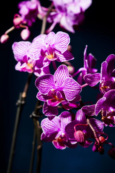Orchid on blue — Stock Photo, Image