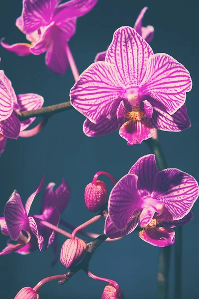 Tinted orchid on blue — Stock Photo, Image