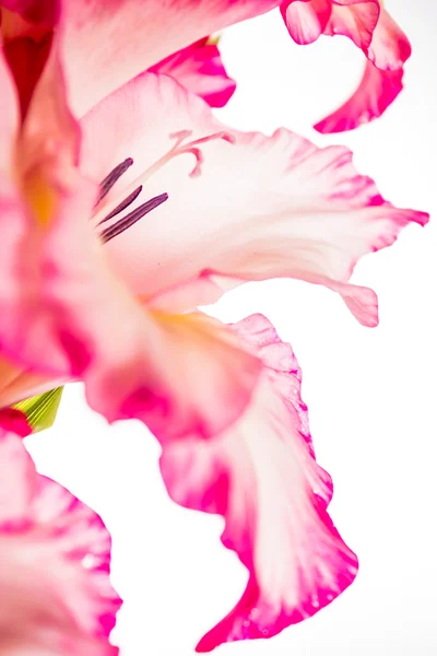 Gladiolus pink on white — Stock Photo, Image