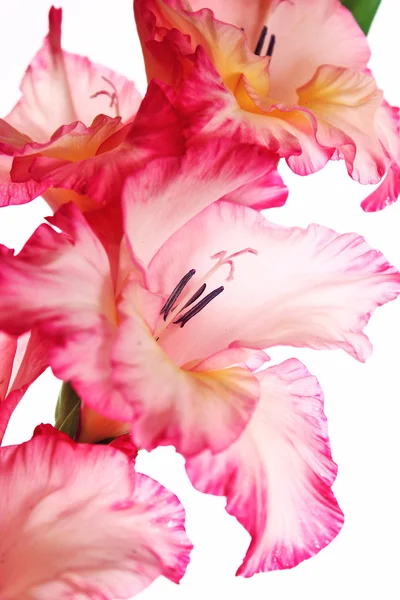 Gladiolus pink on white — Stock Photo, Image