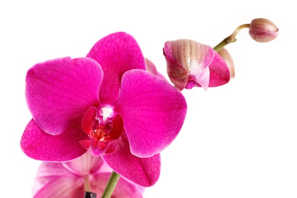 Orquídea sobre blanco — Foto de Stock