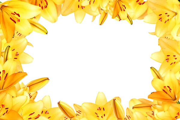 Collage van gele lelie — Stockfoto