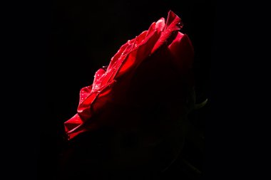 kırmızı gül duvar kağıdı