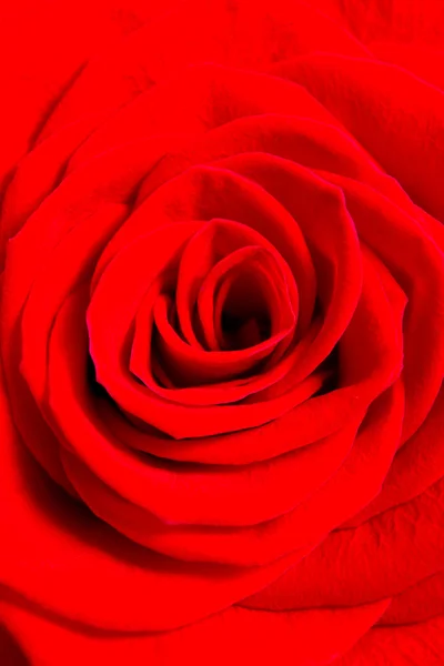 Rose rouge. macro — Photo