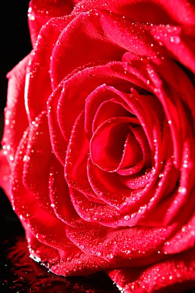 Red rose wallpaper Stock Picture