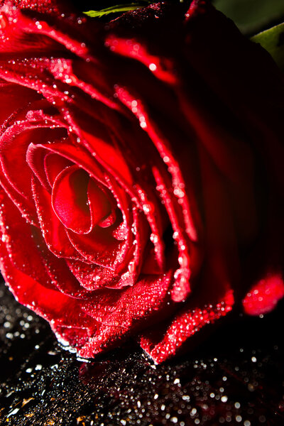 Red rose on the glass table with watter drops