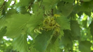 Yeşil cevizli ağaç dalı, yakın plan, sokak, gündüz, yavaş çekim