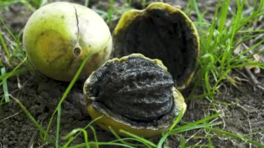 Yeşil olgunlaşmamış ceviz, yakın plan fındık, sokak, gündüz, 4K video.