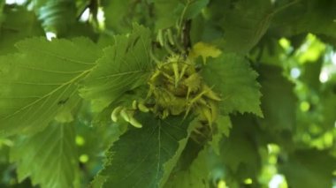 Yeşil cevizli ağaç dalı, yakın plan, sokak, gündüz, yavaş çekim